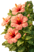 Hibiscus