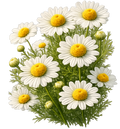 Chamomile