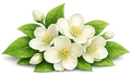 Jasmine